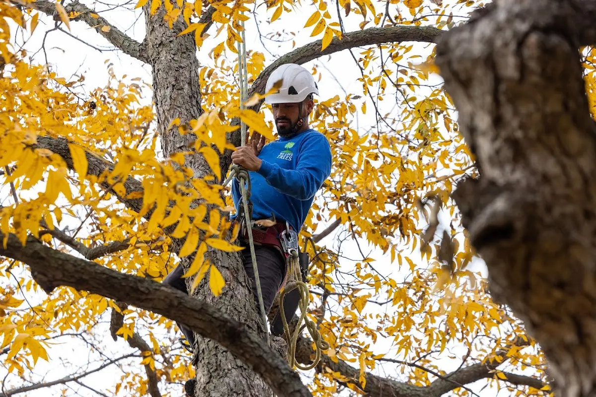 Skilled Tree Planing crew working in Piedmont