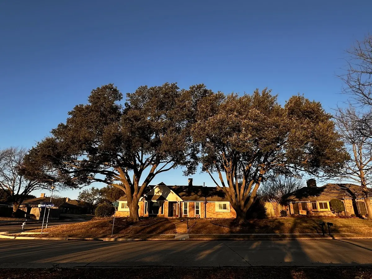 Established residential canopy tree shading a home in Piedmont
